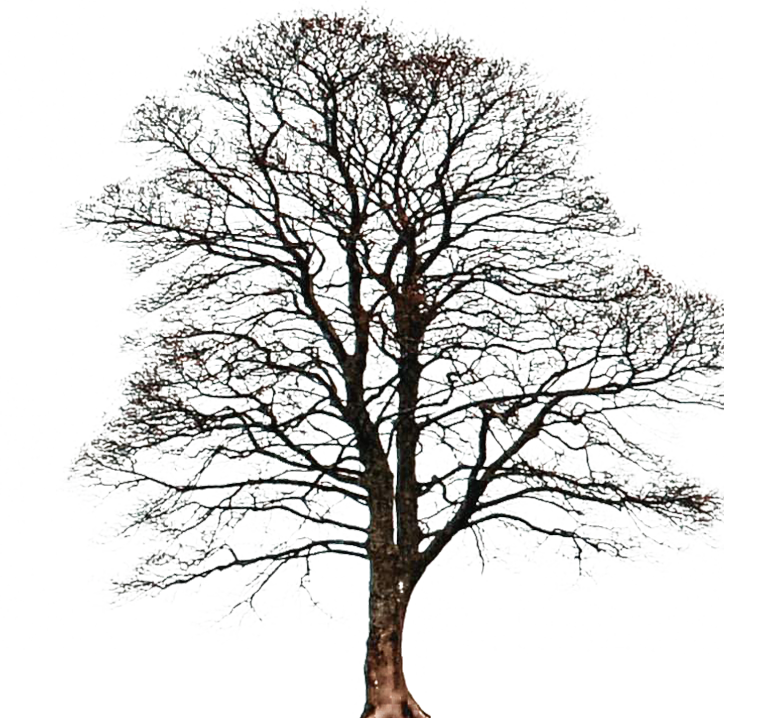 30 Days of Photoshop Day Two - Transparent PNG Tree Image